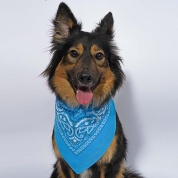картинка Бандана платок для собак на шею хлопковая