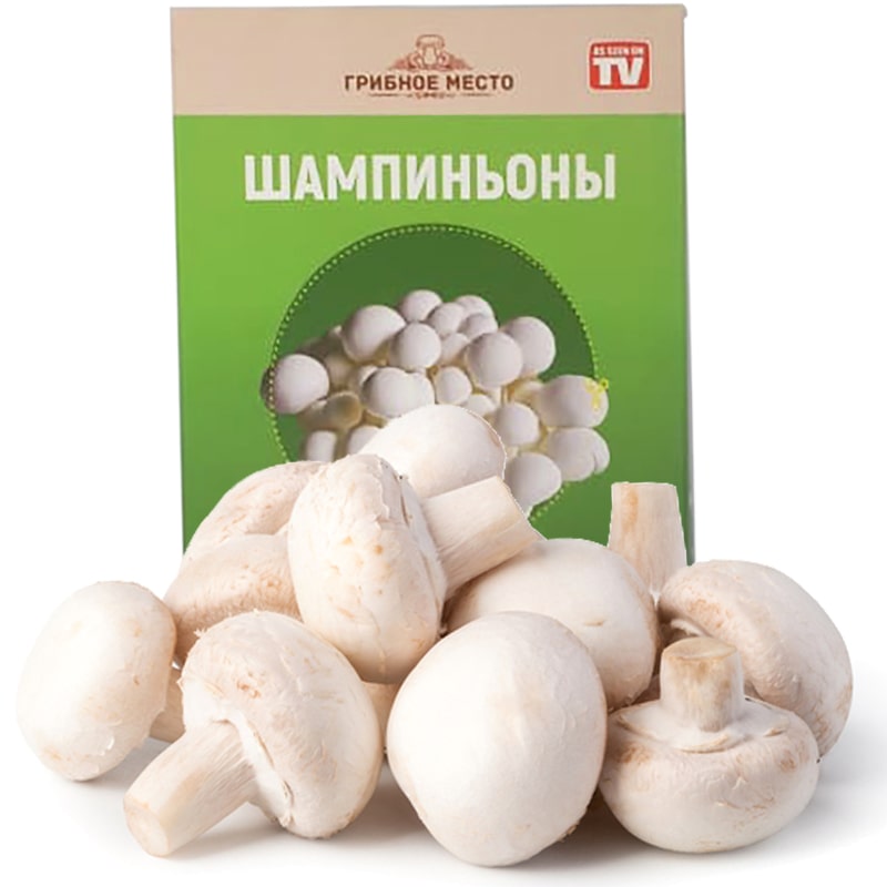 семена шампиньонов грибы