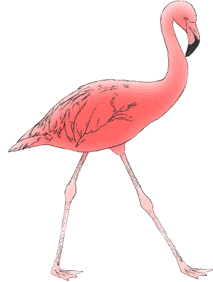 1508238041_1666-rozovyy-flamingo.gif